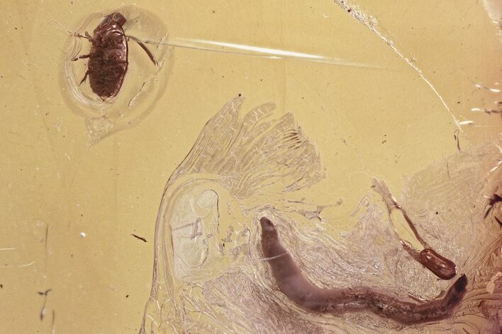 Fossil Wingless Scale Insect and Fly Larva in Baltic Amber #330672